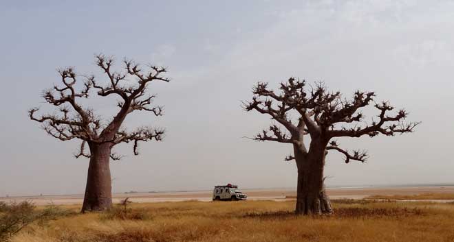 Baobab träd