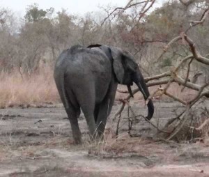 Benin_elefant djur3