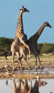 Ett suget giraff par