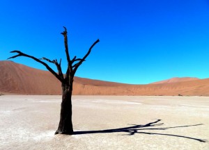 Dött träd i saltpan